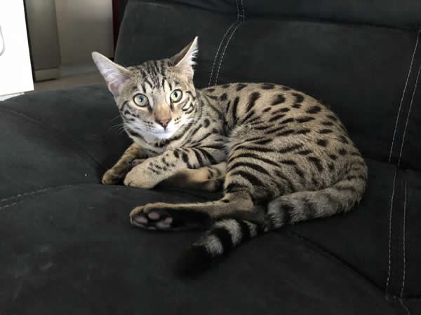 chaton bengal